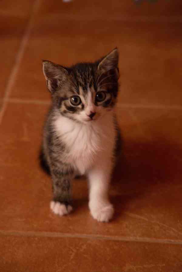 2 měsíční koťata - foto 9