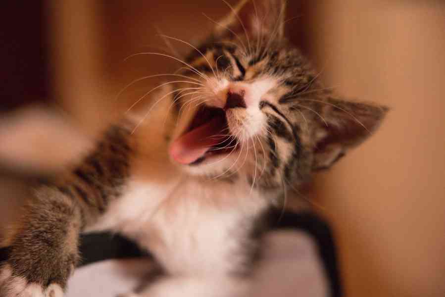 2 měsíční koťata - foto 3