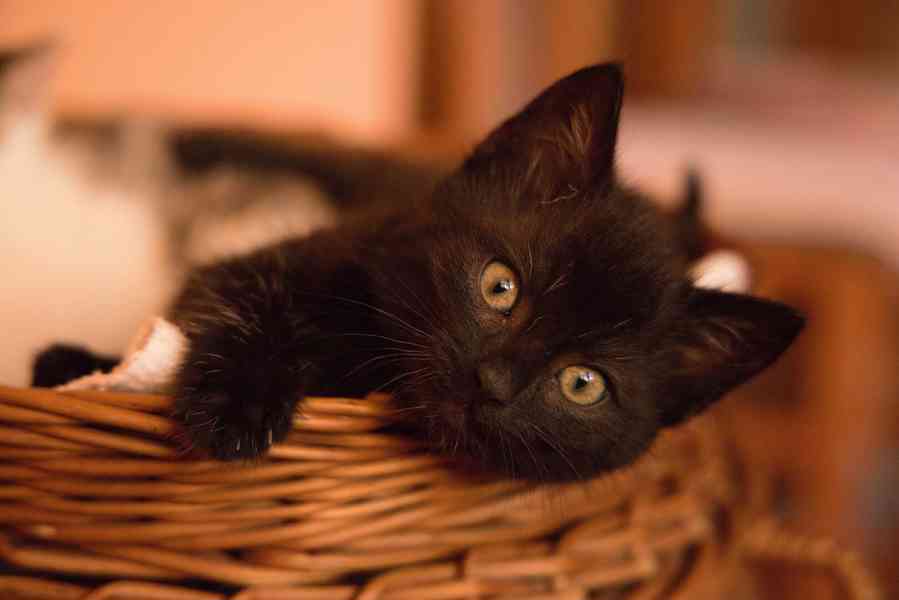 2 měsíční koťata - foto 2