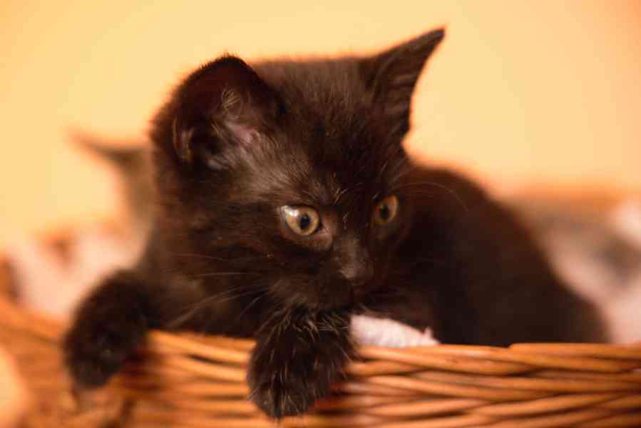 2 měsíční koťata - foto 5