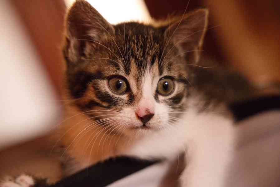 2 měsíční koťata - foto 1