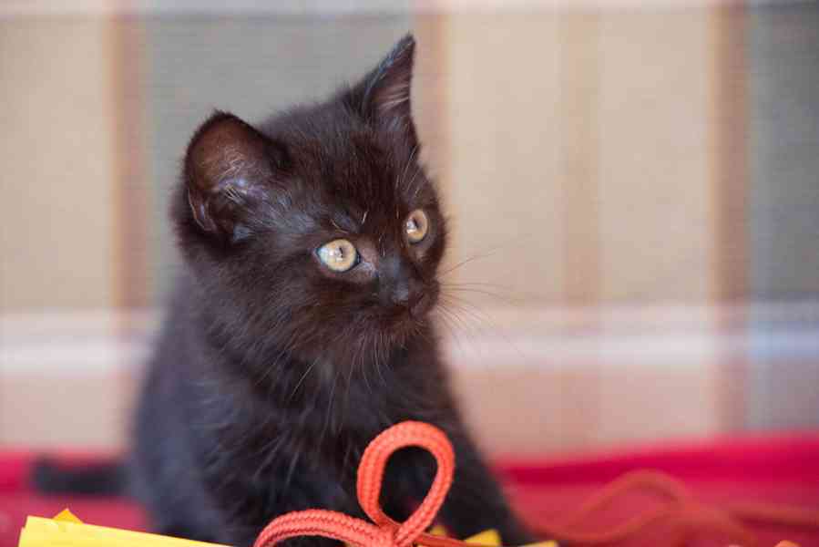 2 měsíční koťata - foto 11