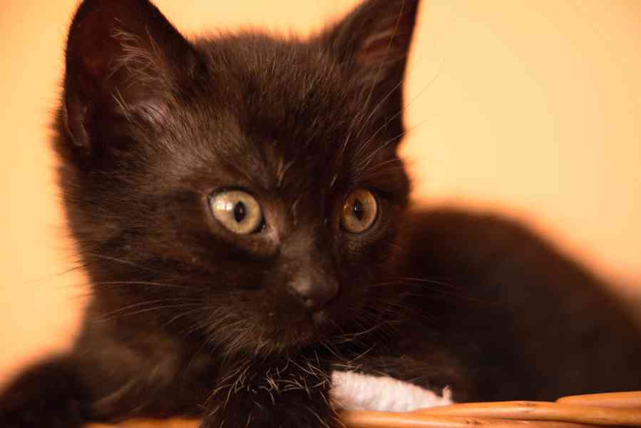 2 měsíční koťata - foto 6