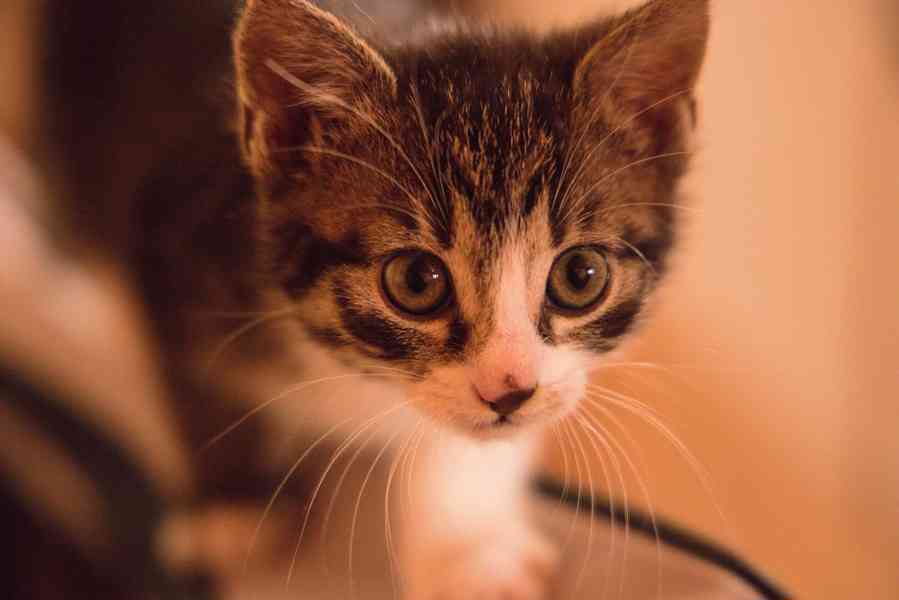 2 měsíční koťata - foto 13