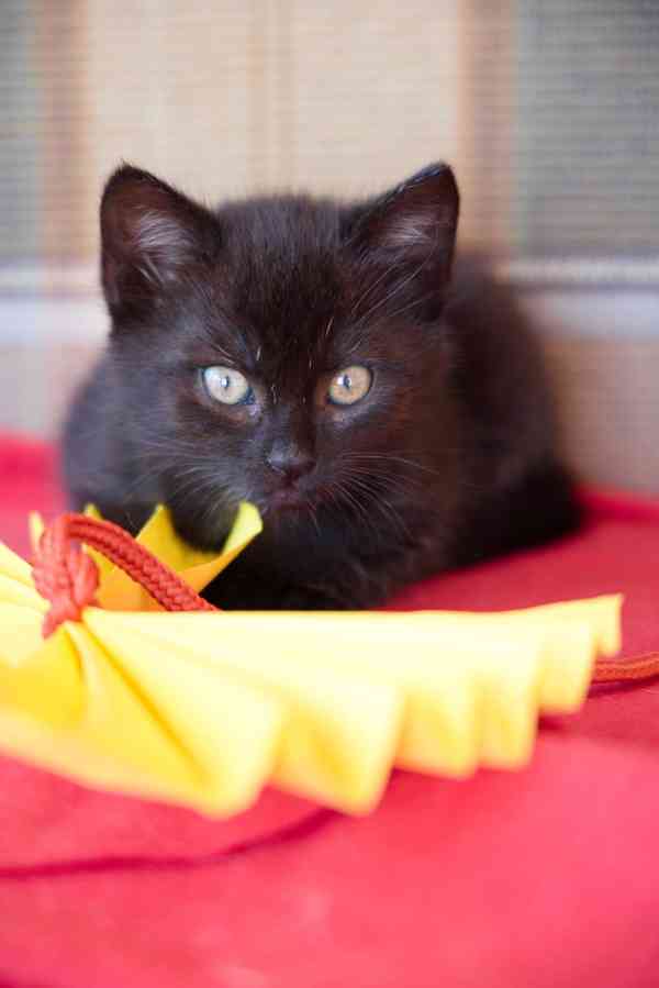 2 měsíční koťata - foto 12