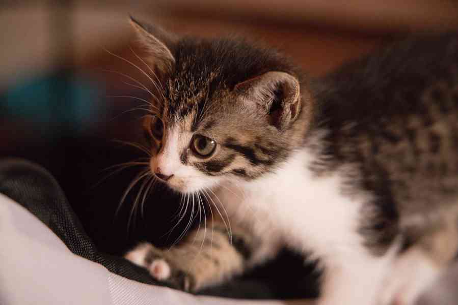 2 měsíční koťata - foto 8