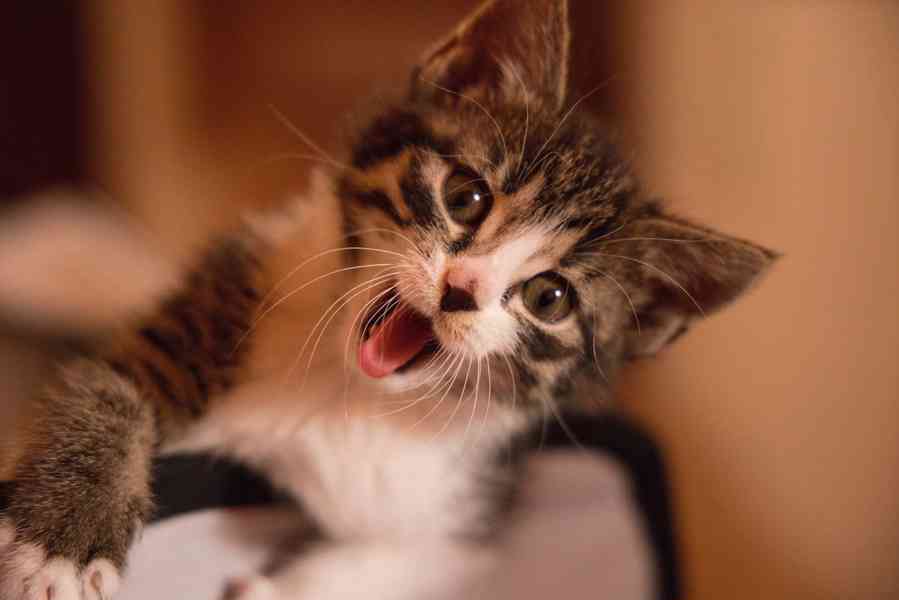 2 měsíční koťata - foto 7