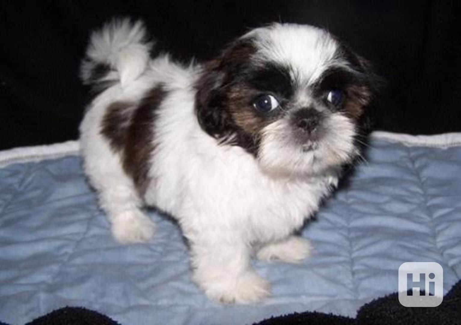 Štěňata shih tzu. - foto 1