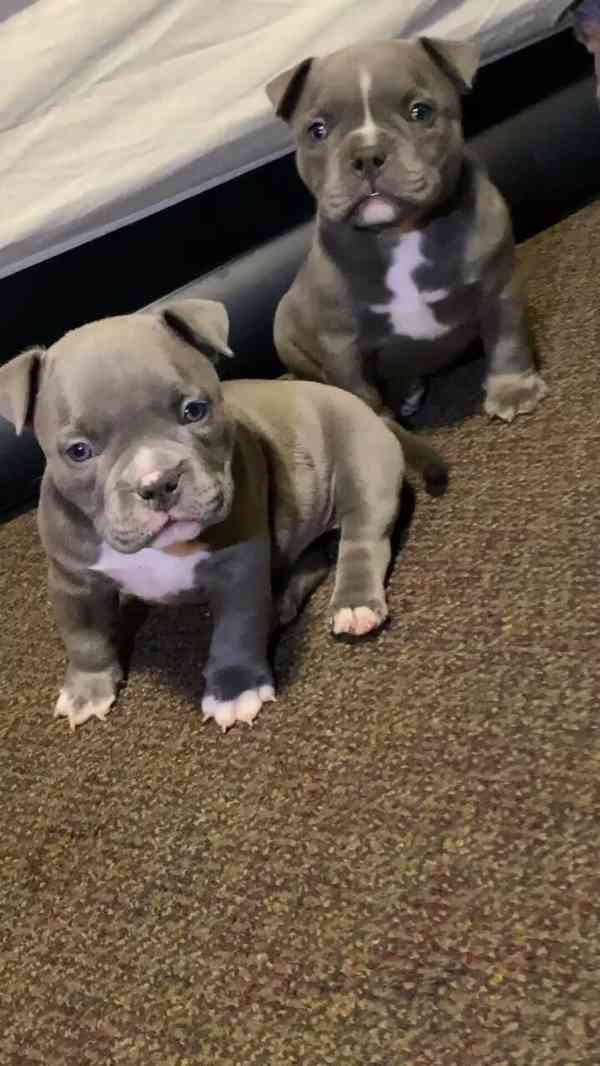 Štěňátko amerického kapesního buldoka k adopci zdarma - foto 1