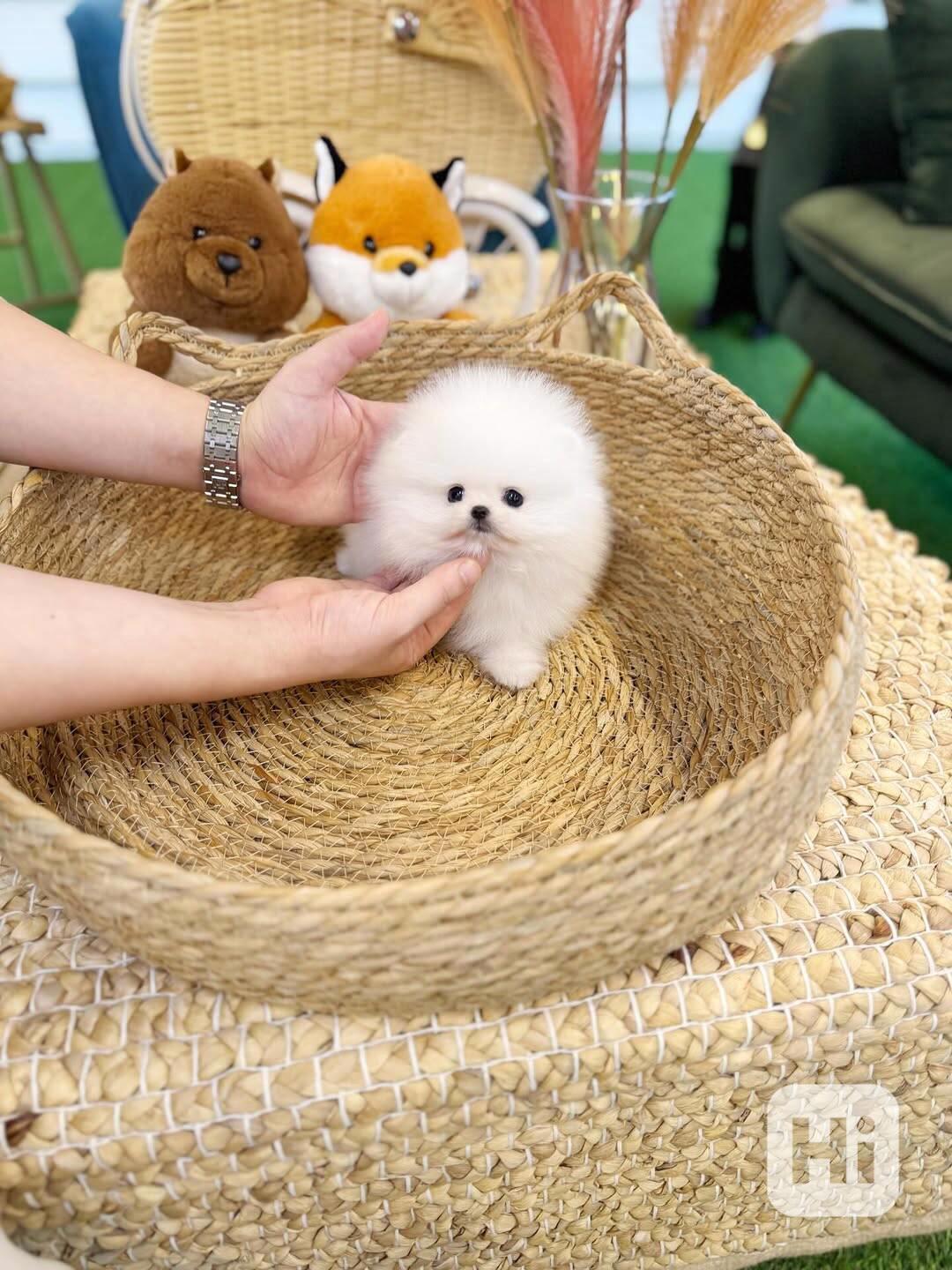 Nádherná štěňata mini pomeranianů – vychovaná s láskou - foto 1