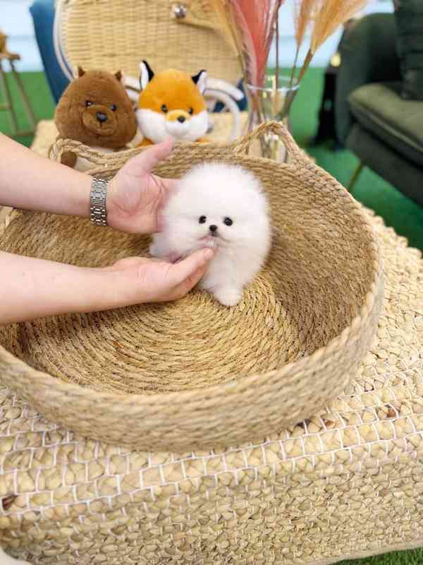 Nádherná štěňata mini pomeranianů – vychovaná s láskou - foto 1