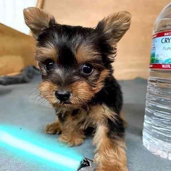  štěňata jorkšírského teriéra