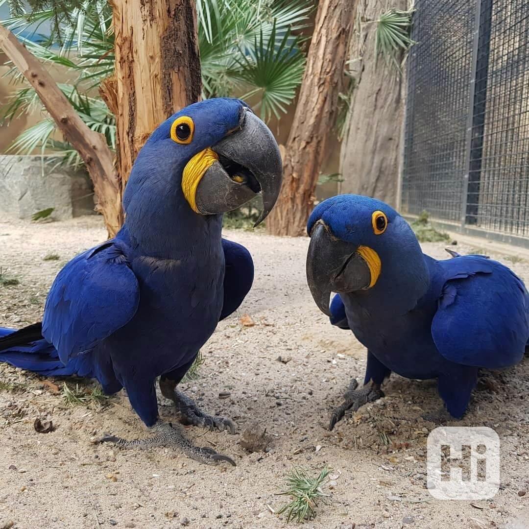 Rozkošní papoušci ara hyacintový k bezplatné adopci  - foto 1