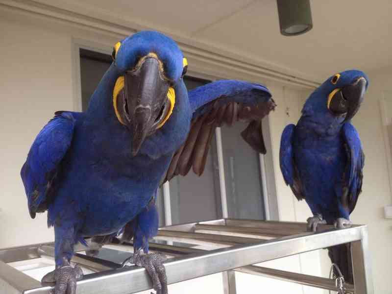 Rozkošní papoušci ara hyacintový k bezplatné adopci  - foto 2