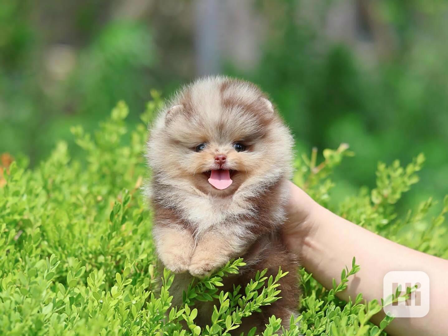 Štěňata pomeranského buldoka - foto 1