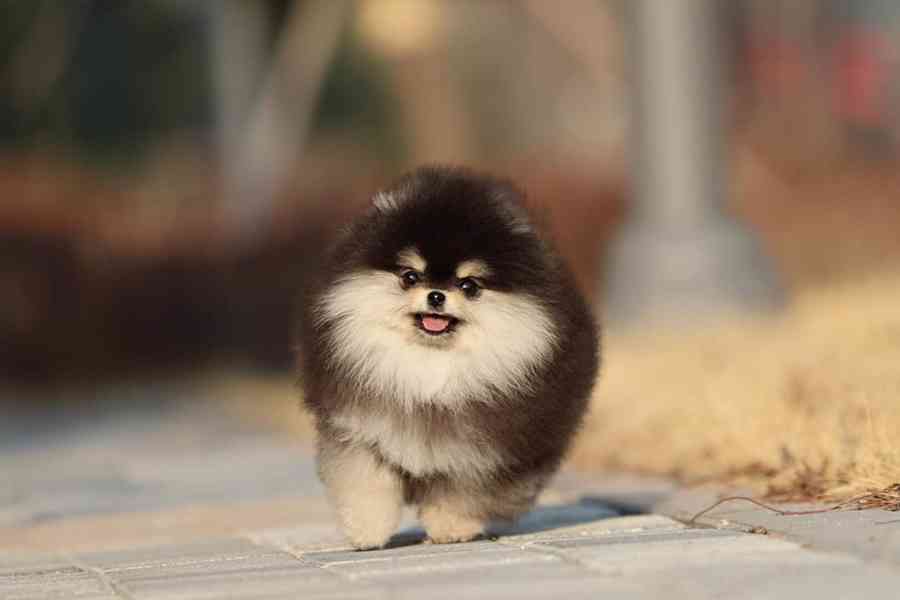 Štěňata pomeranského buldoka - foto 2