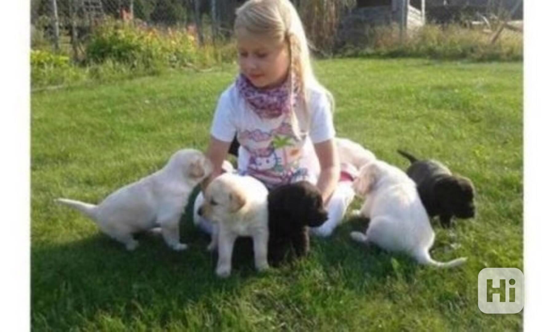 Labradorský retrívr s PP - foto 1