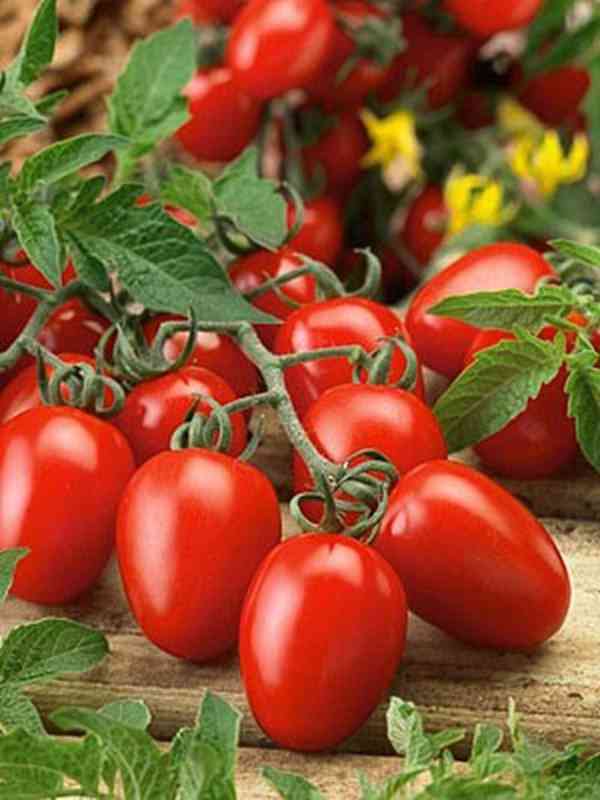 semena rajče Roma VF