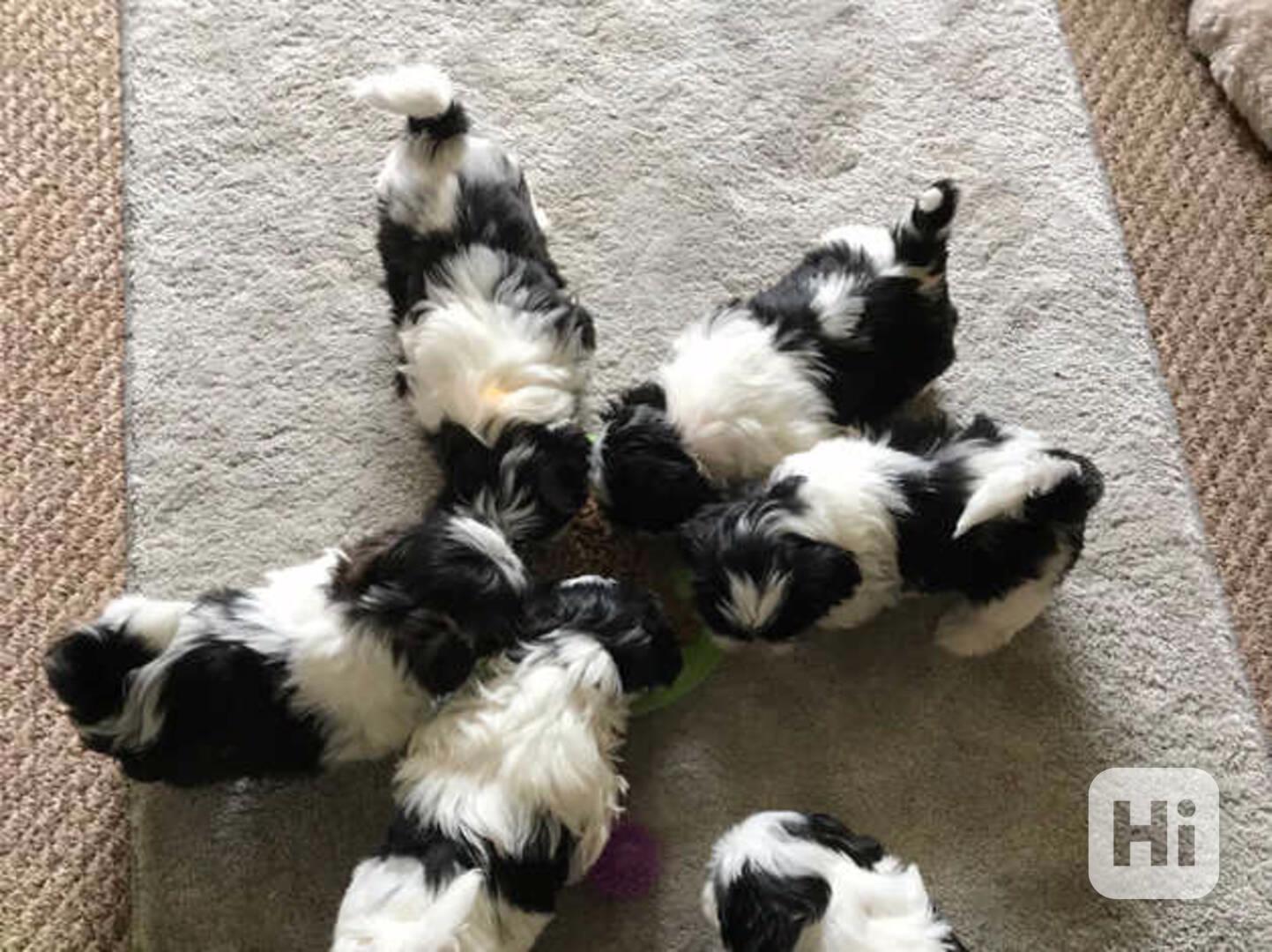 Rozkošná štěňata Shih Tzu připravená na lásku - foto 1