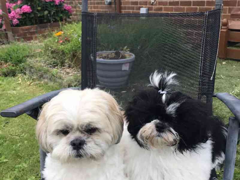 Rozkošná štěňata Shih Tzu připravená na lásku - foto 2