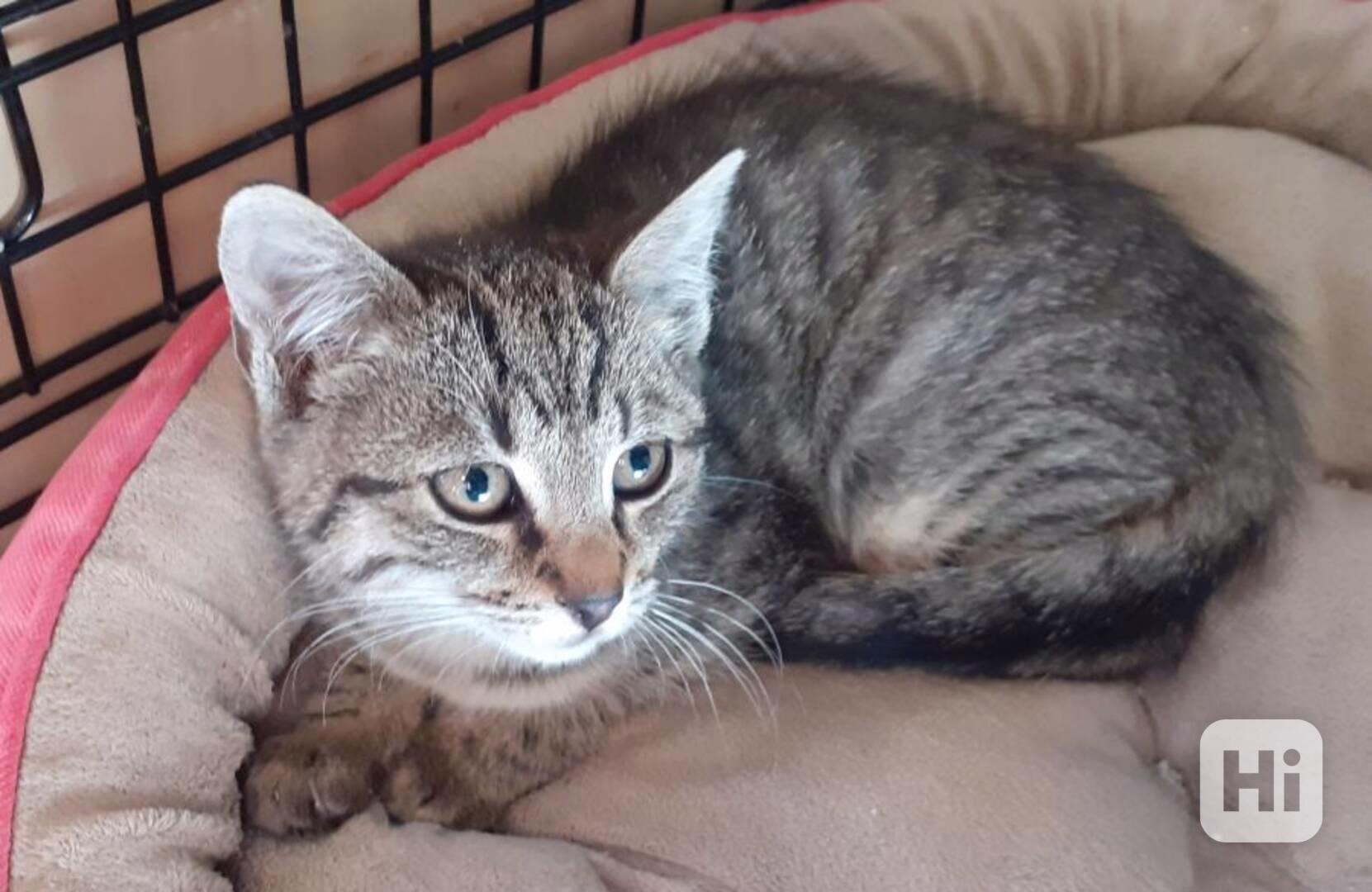 Hodná 3měsíční mourinka Dorotka hledá stálý domov - foto 1