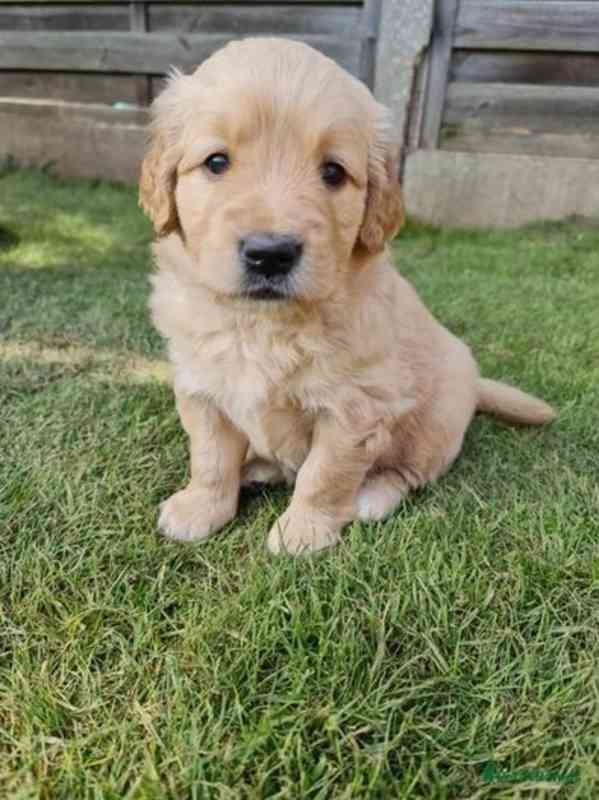 Roztomilá štěňata zlatého retrívra jsou připravena - foto 2