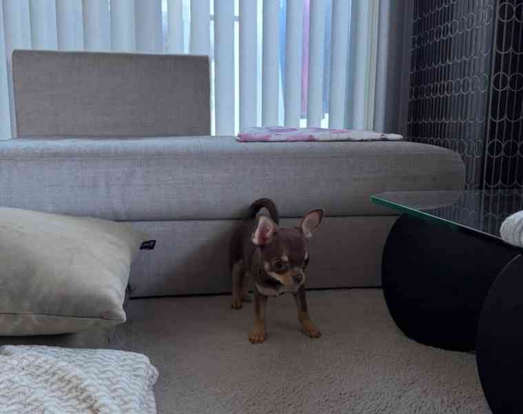 Štěňata čivavy - foto 2