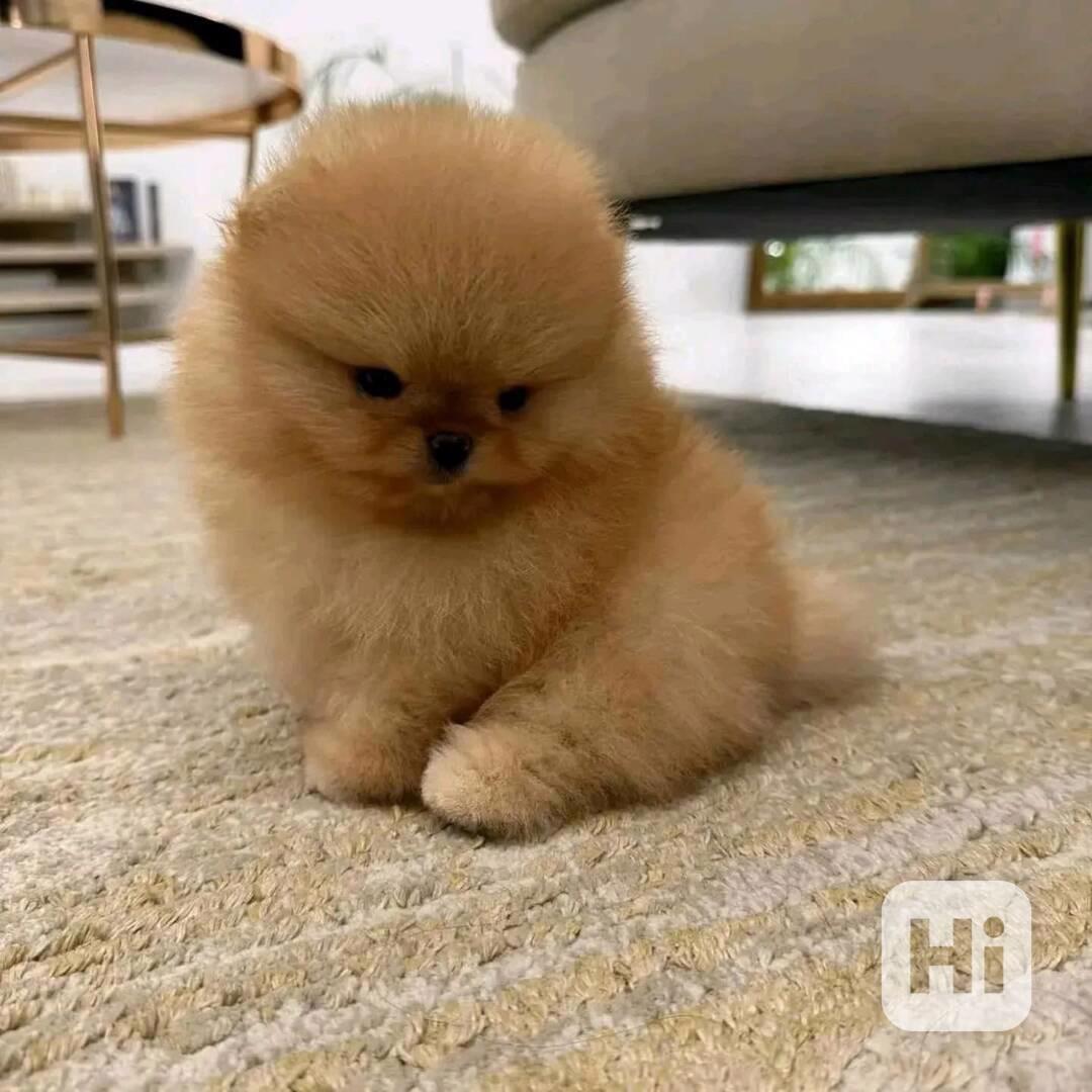 Nabízíme k prodeji pomeraniana. - foto 1