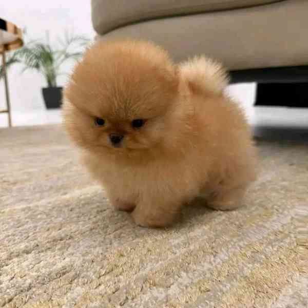 Nabízíme k prodeji pomeraniana. - foto 4