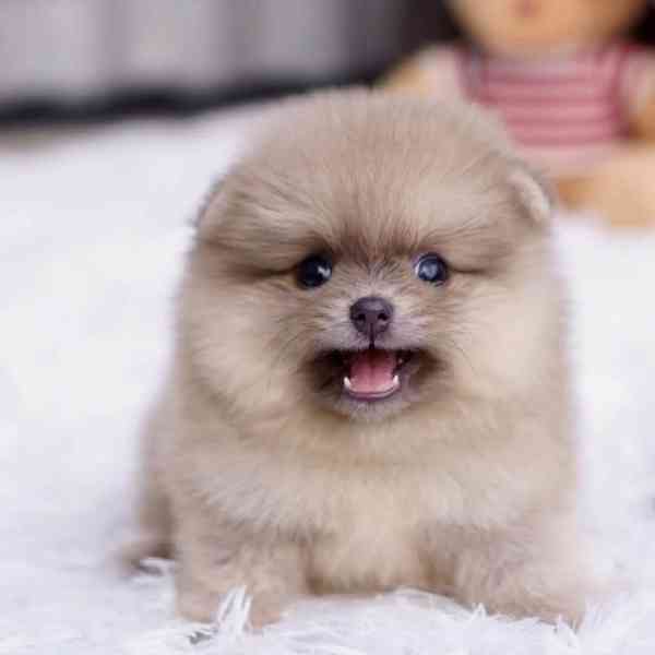 Nabízíme k prodeji pomeraniana. - foto 2