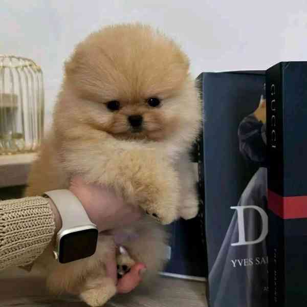 Nabízíme k prodeji pomeraniana. - foto 3