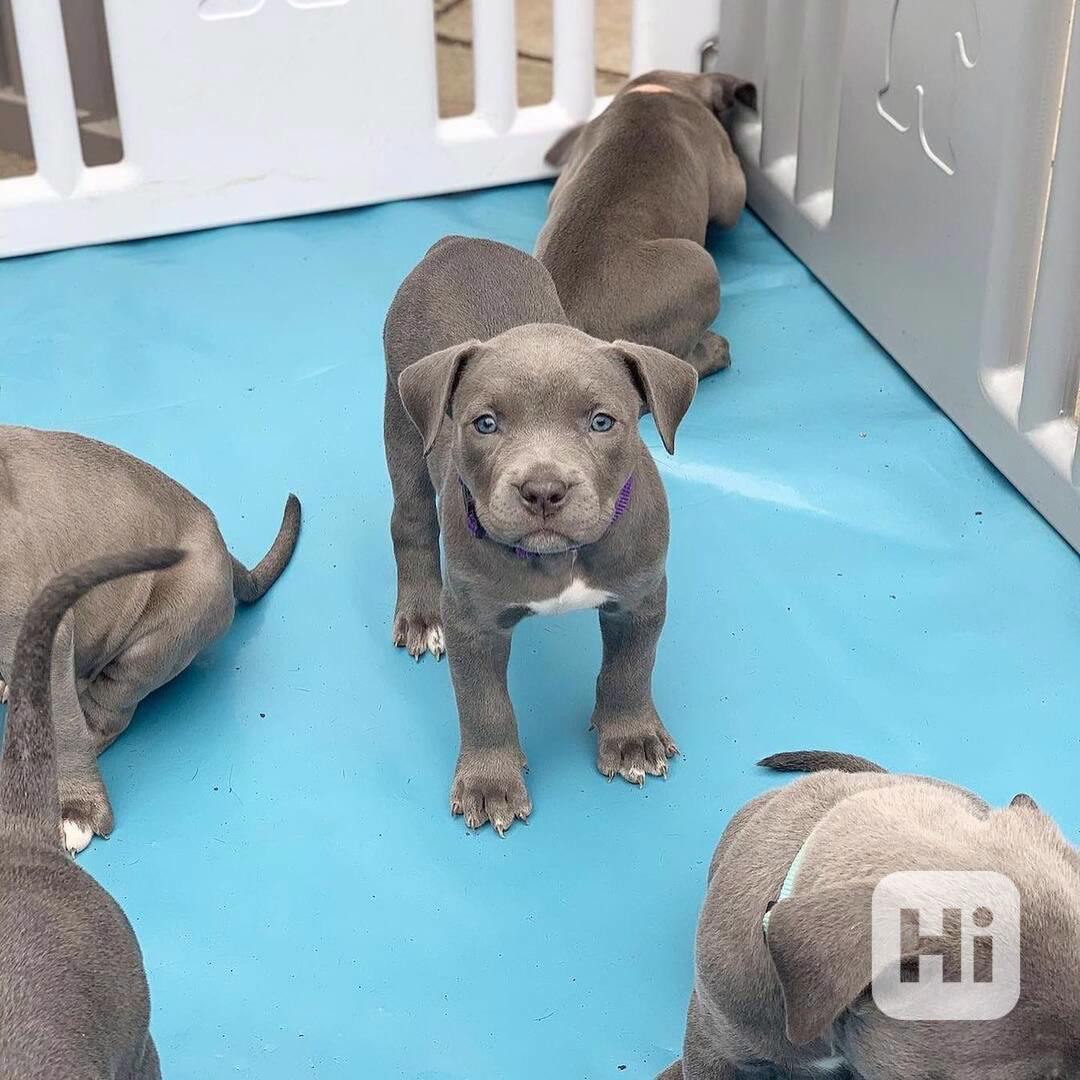 Registrovaná štěňata pitbula k adopci Registrovaná štěňata p - foto 1