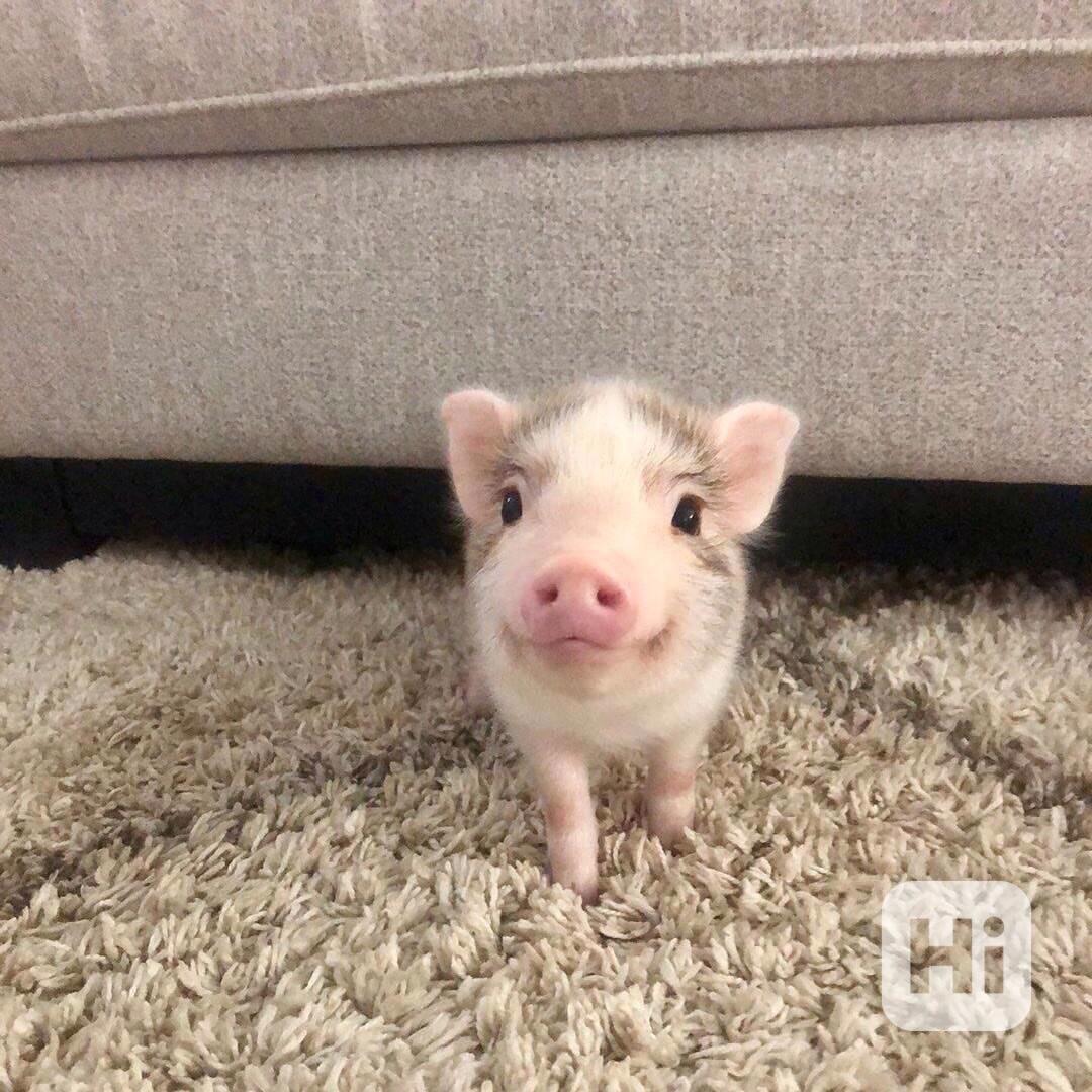Rozkošná prasátka na prodej  - foto 1