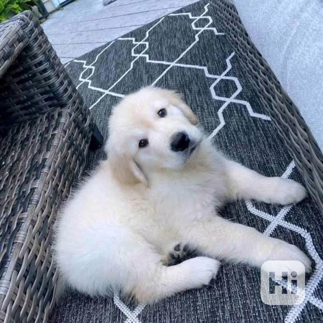 A legaranyosabb golden retriever kölykök - foto 1