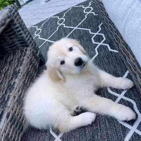 A legaranyosabb golden retriever kölykök - foto 1