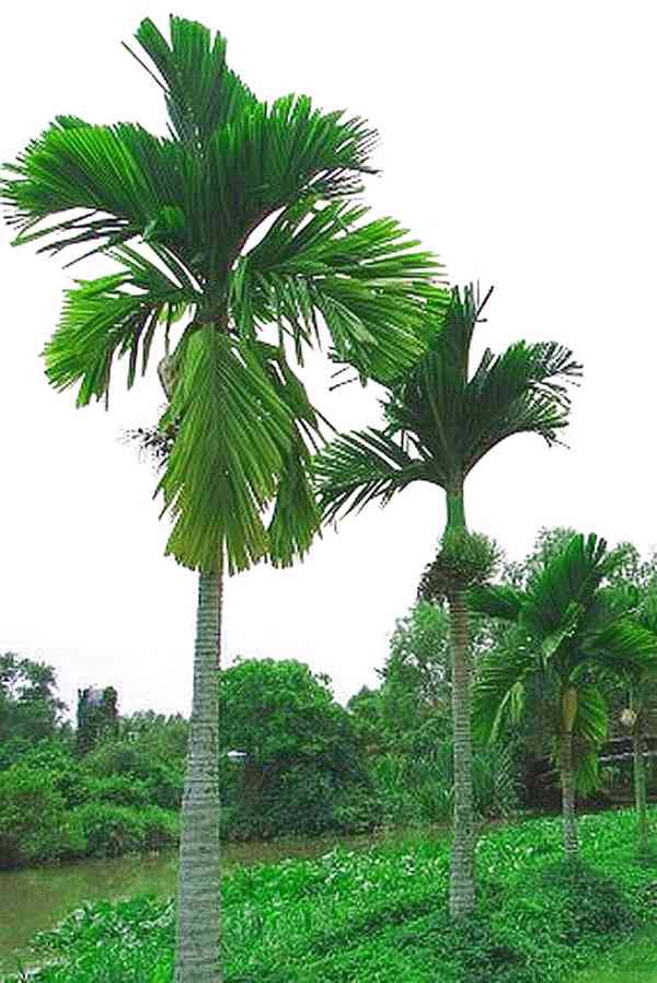 semena palma Areca catechu - Areka obecná