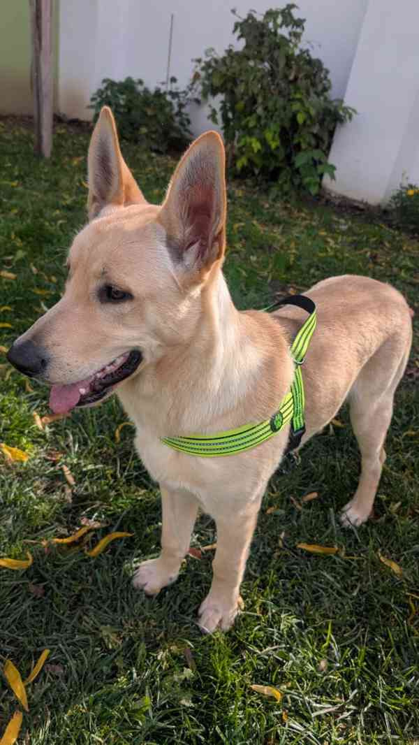 Štěně křížence vlčáka s labradorem - foto 2