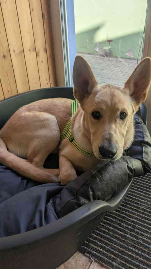 Štěně křížence vlčáka s labradorem - foto 3