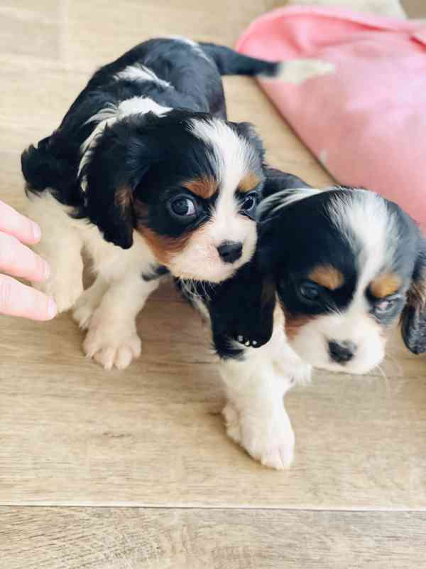 Kavalír King Charles Španěl  - foto 1