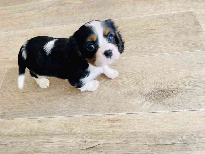 Kavalír King Charles Španěl  - foto 2
