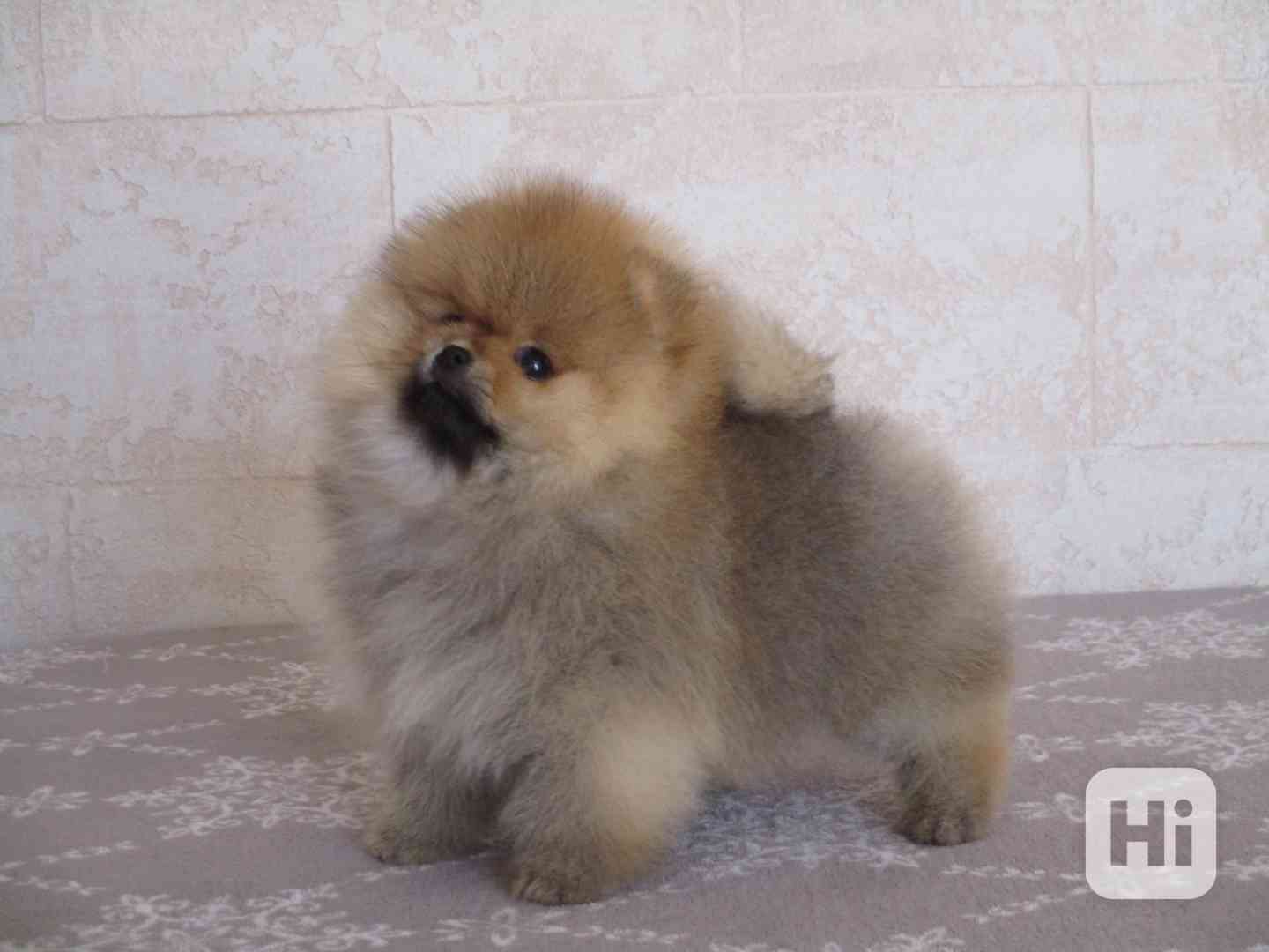 Pomeranian - foto 1