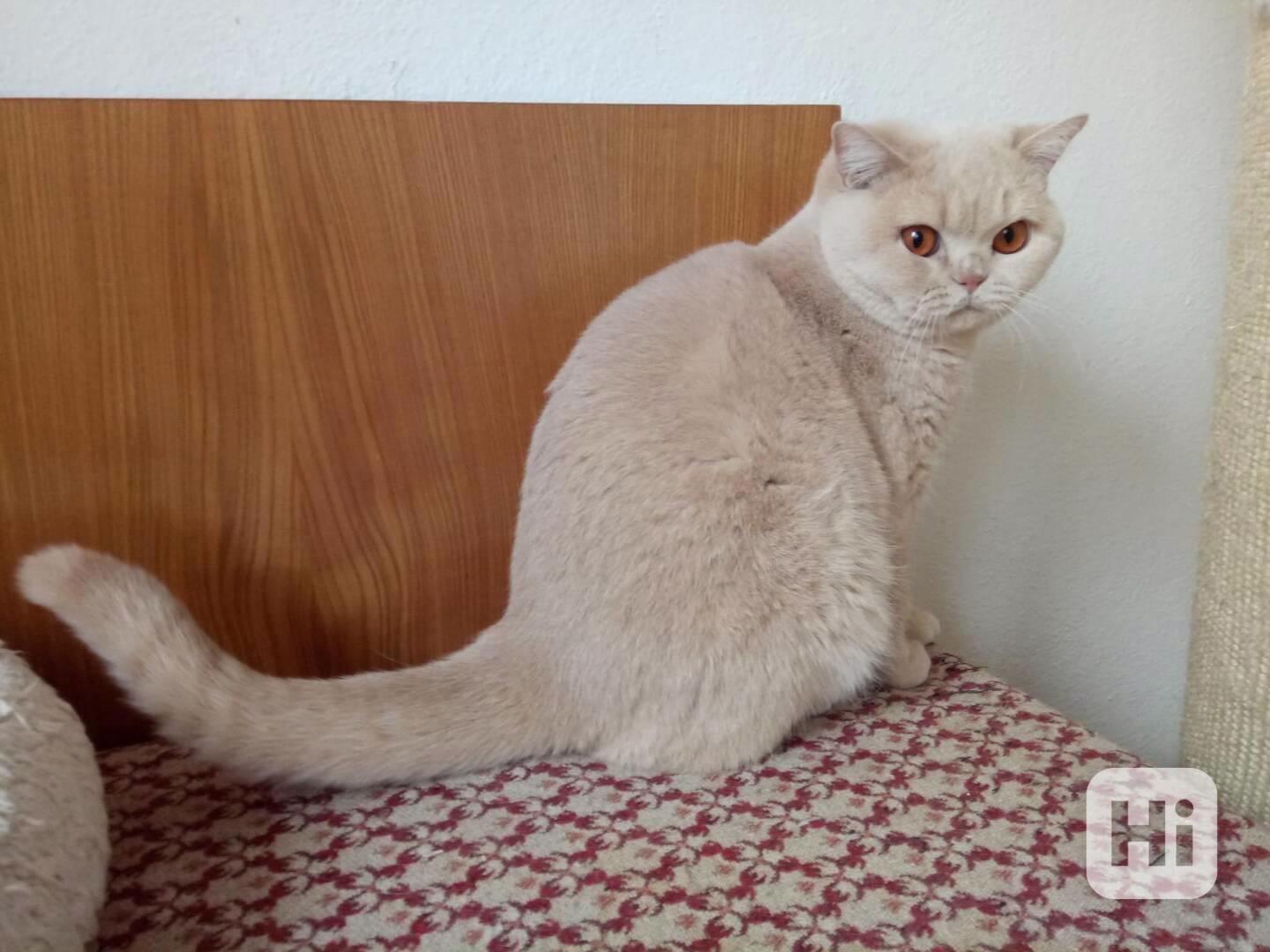 Britská krémová kočka s PP - foto 1