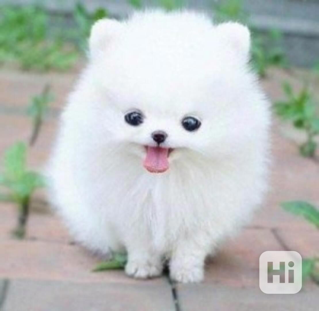 Štěňata pomeranského ovčáka - foto 1