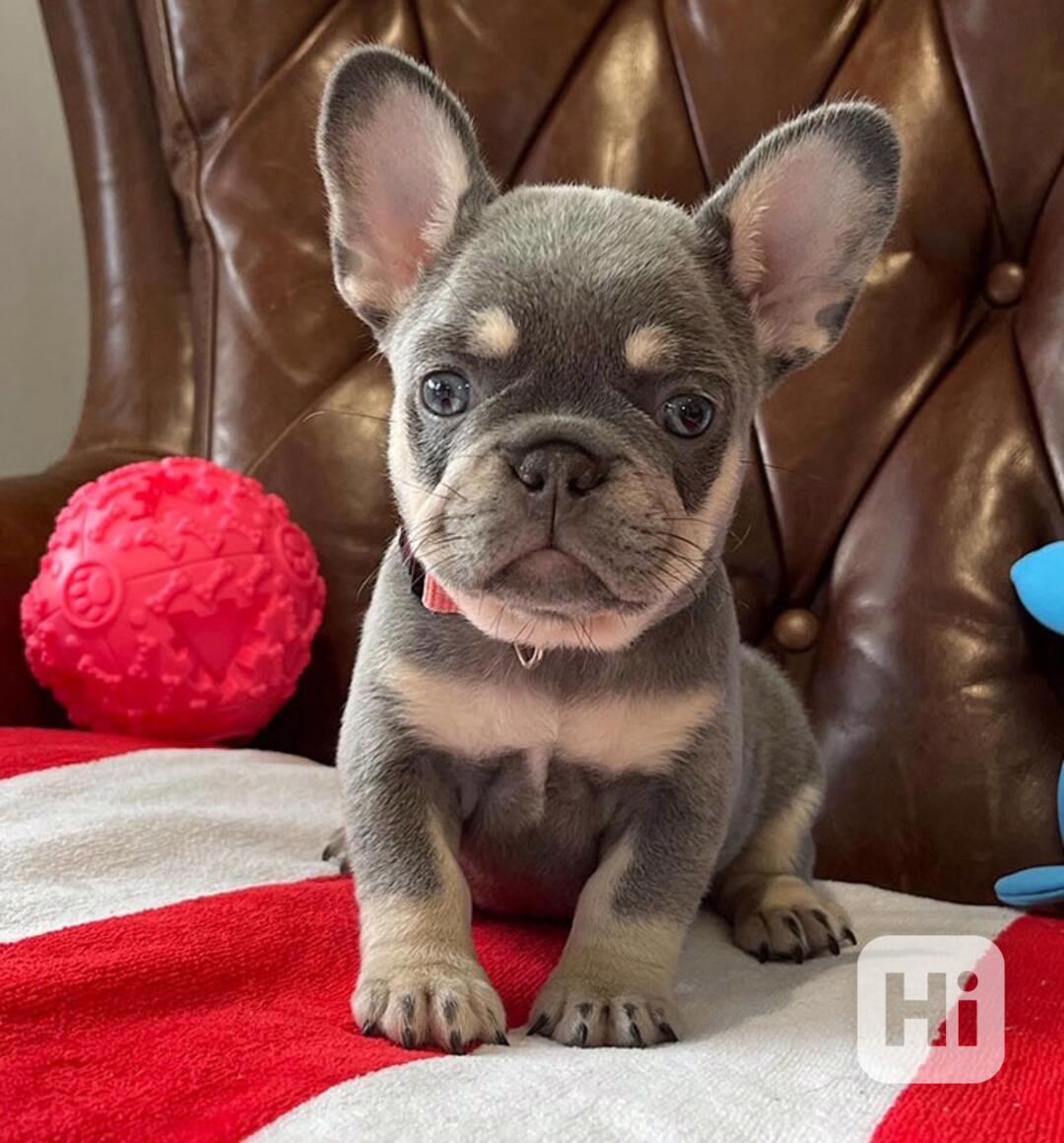 krásná štěňata francouzského buldočka - foto 1