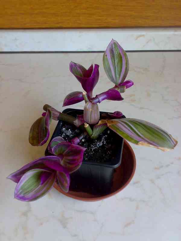 Voděnka Tradescantia fluminensis „Nanouk“ - rostlina - foto 3