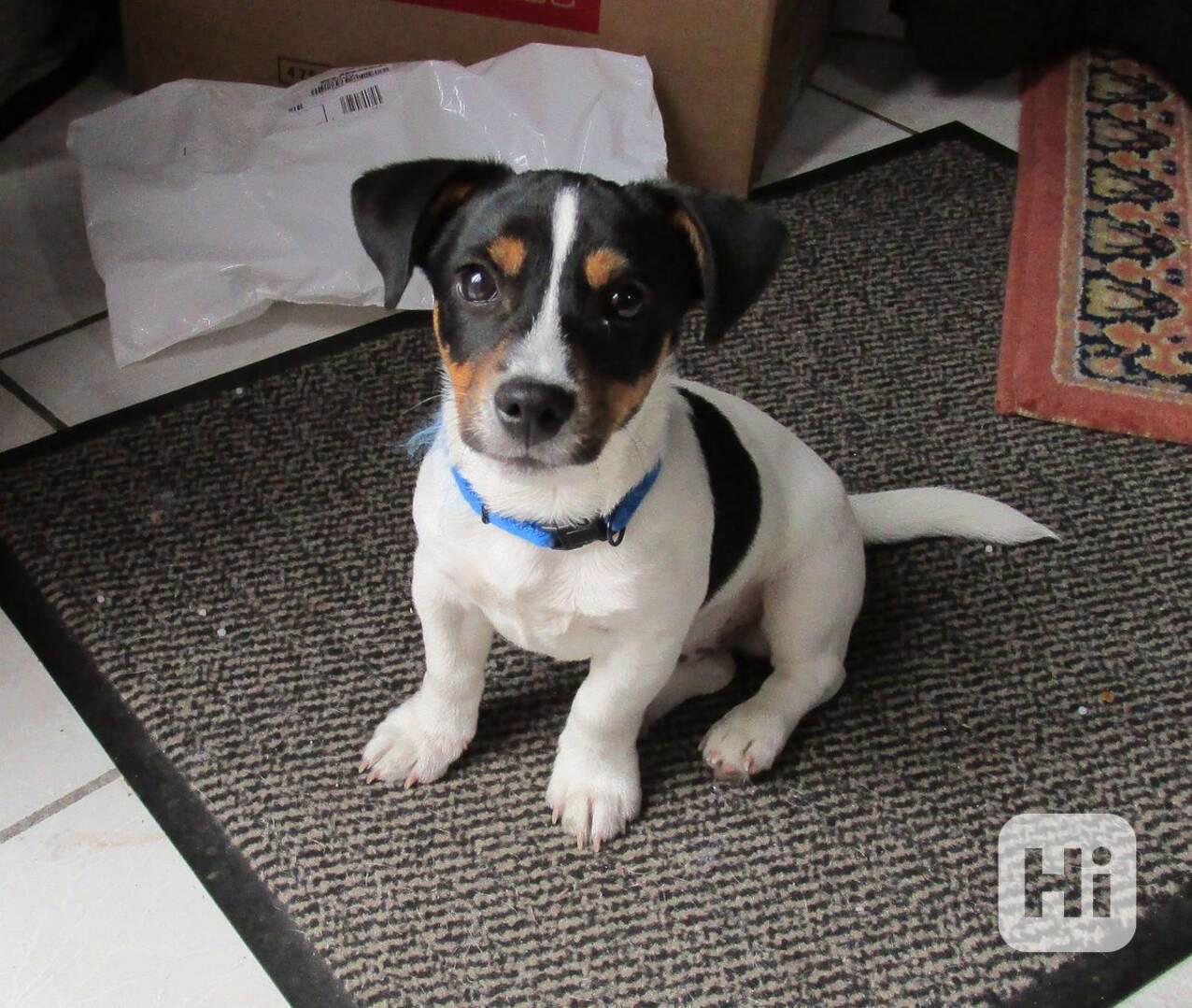 Štěňata JRT s PP - foto 1