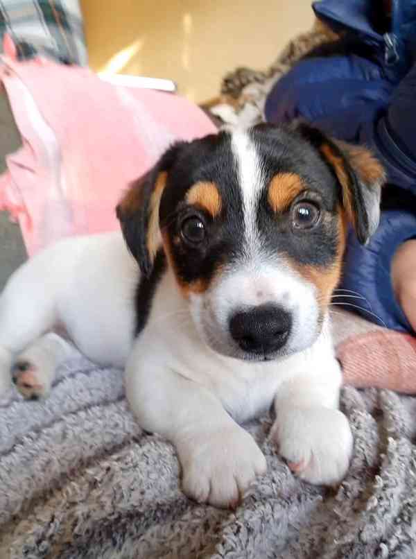 Štěňata JRT s PP - foto 2