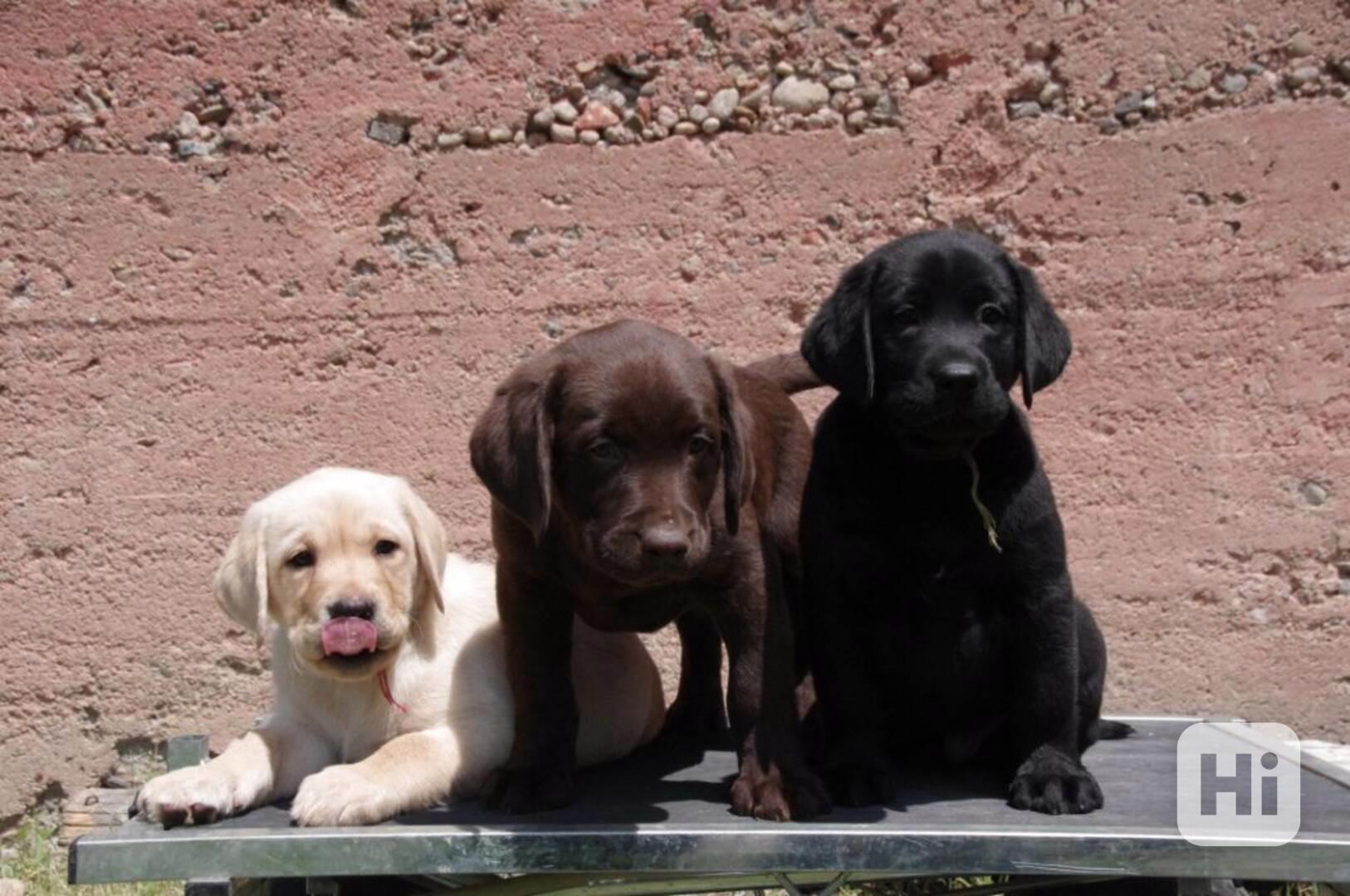 Krásná štěňata labradora k adopci - foto 1