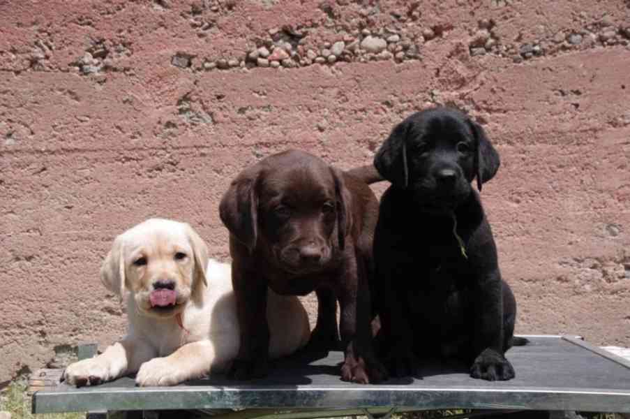 Krásná štěňata labradora k adopci