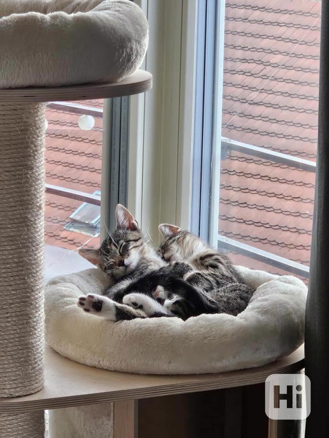 Koťata - zachráněná koťátka - foto 1